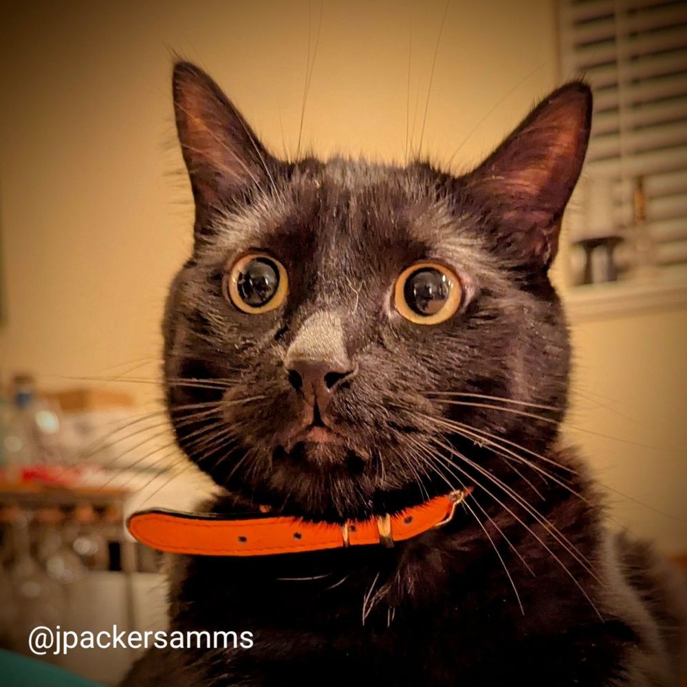 A black cat with orange collar and wide crazy eyes