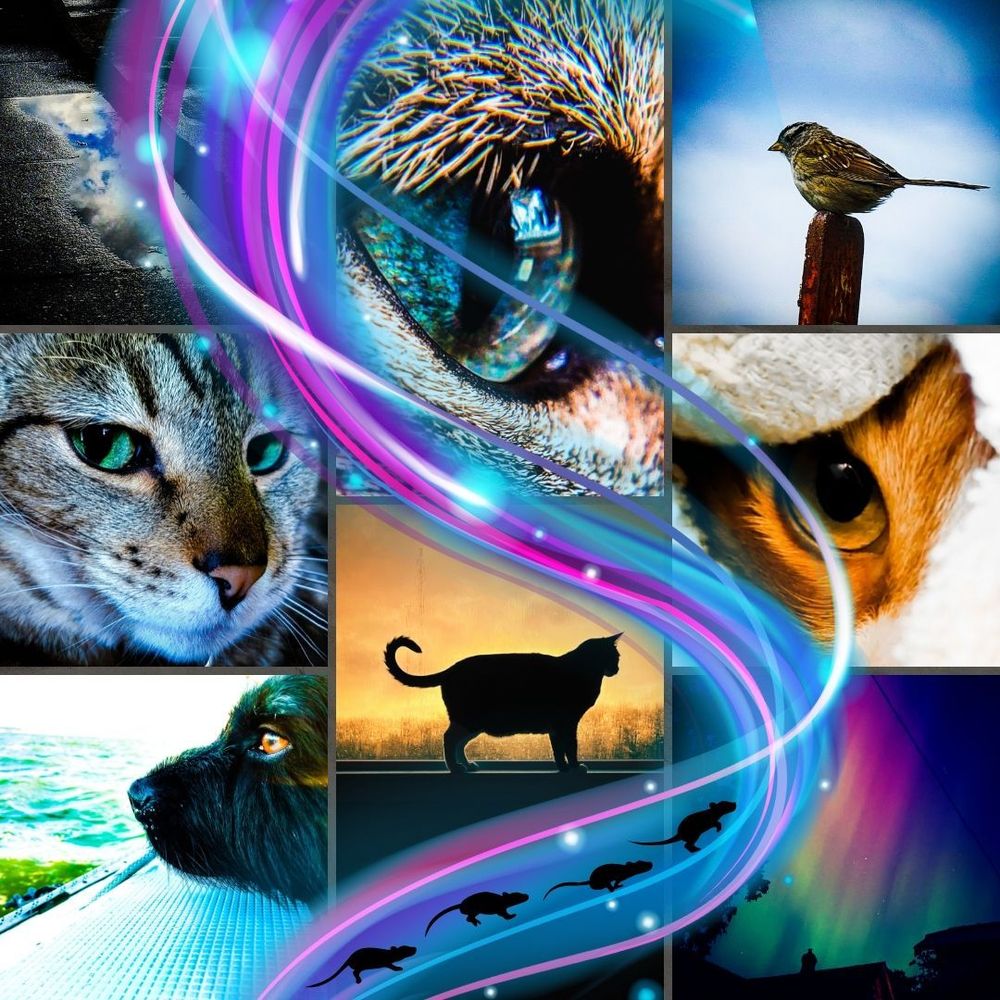 An alley puddle, a cat eye, a bird on a post, a pensive dog, a cat silhouette, northern lights over a house, a magical swirl with secret mice.
