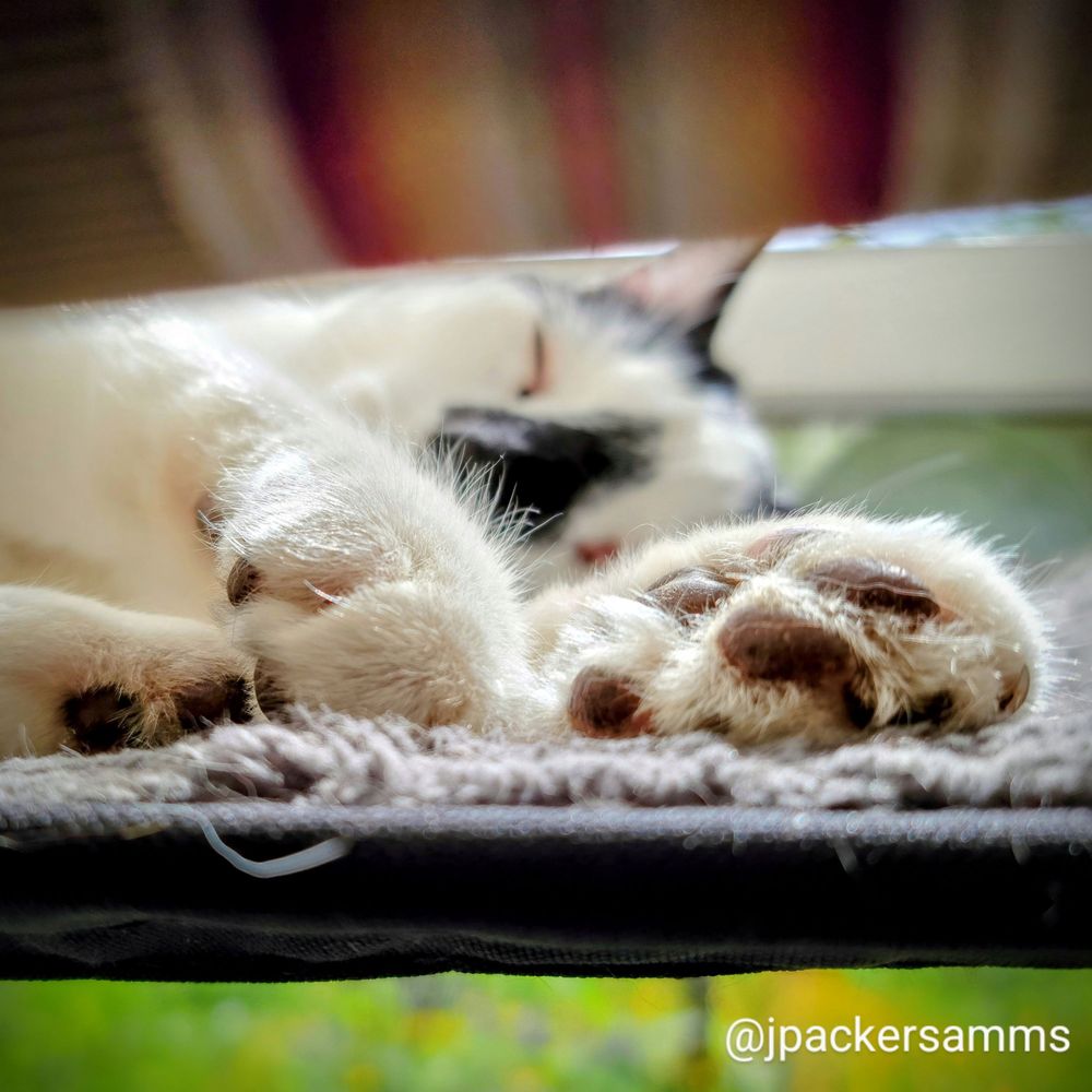 black toe beans on a black and white cat