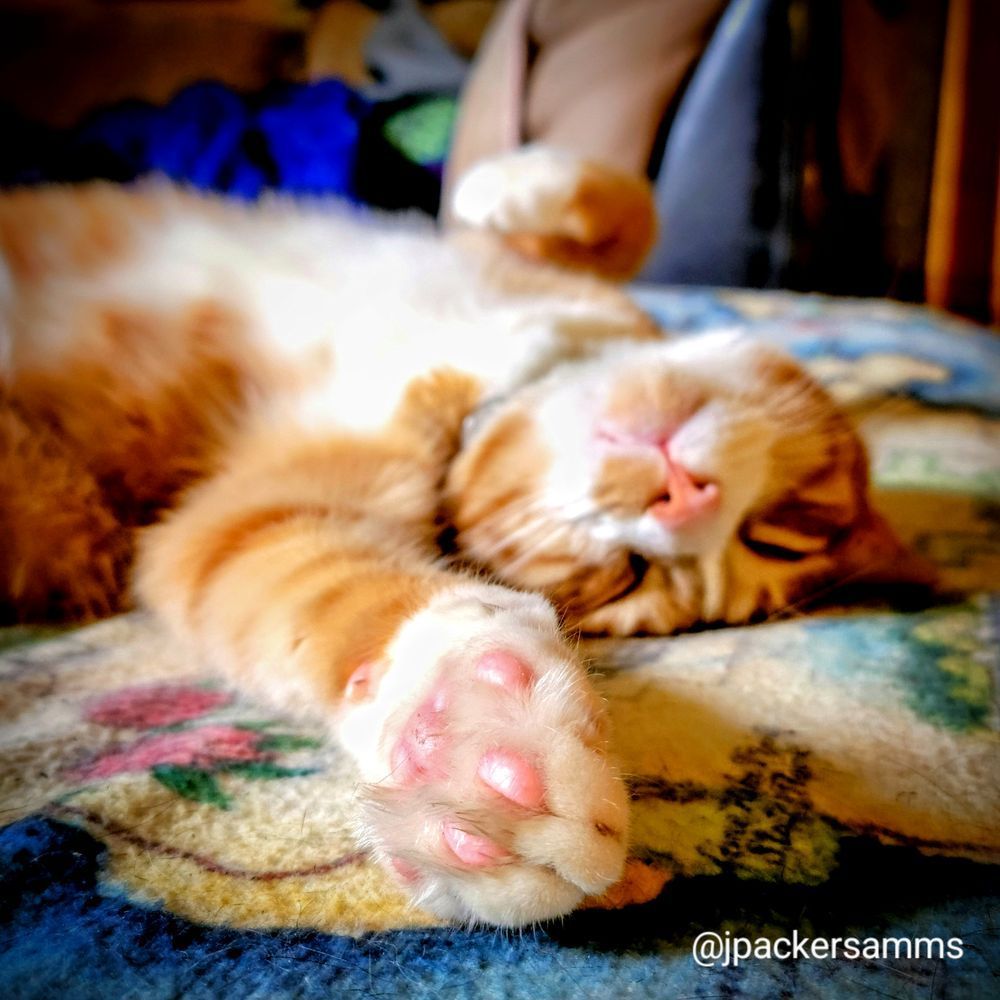 pink toe beans on an orange tabby