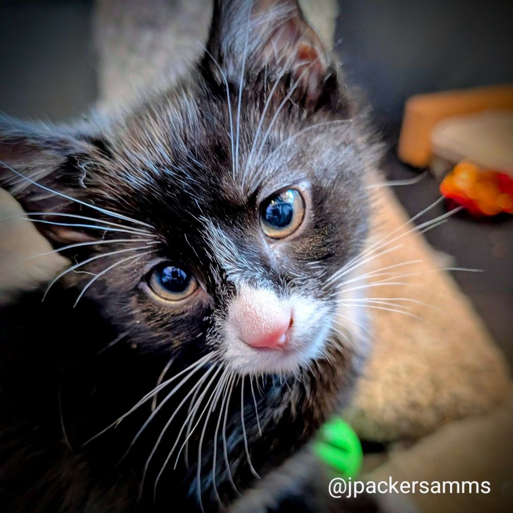 A tuxedo kitten with a pink nose