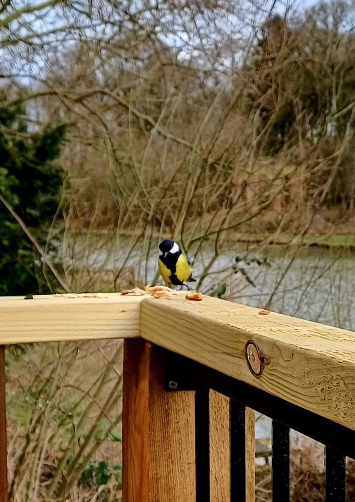 A great tit (hopefully right!) sat on the balcony at Risby Lakes.
