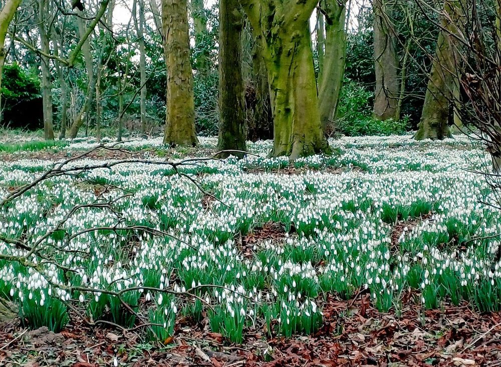 Loads and loads of snowdrops on the floor of the woodland.