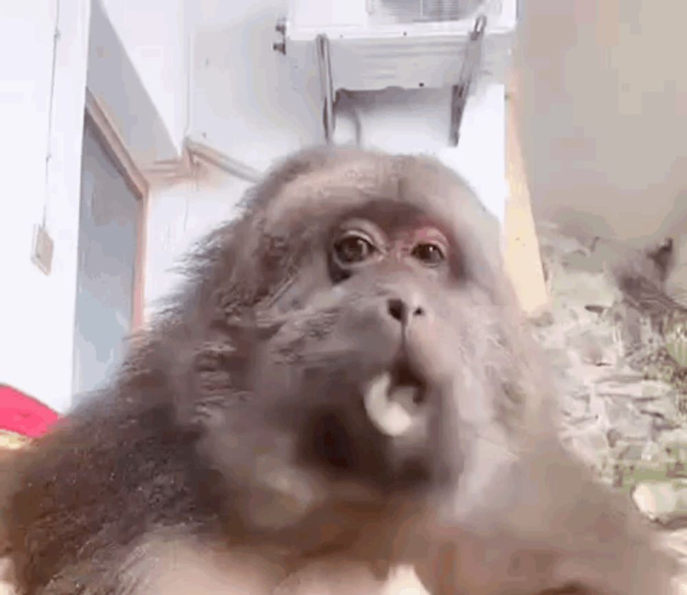 a close up of a monkey 's face with its mouth open in a room .