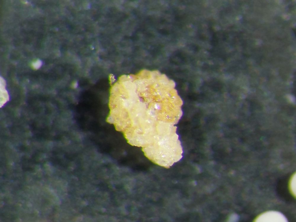 Ammobaculites agglutinans