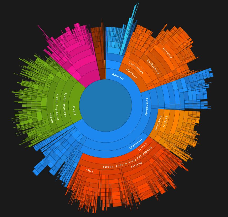 Sunburst diagram depicting the a range of organism taxa.