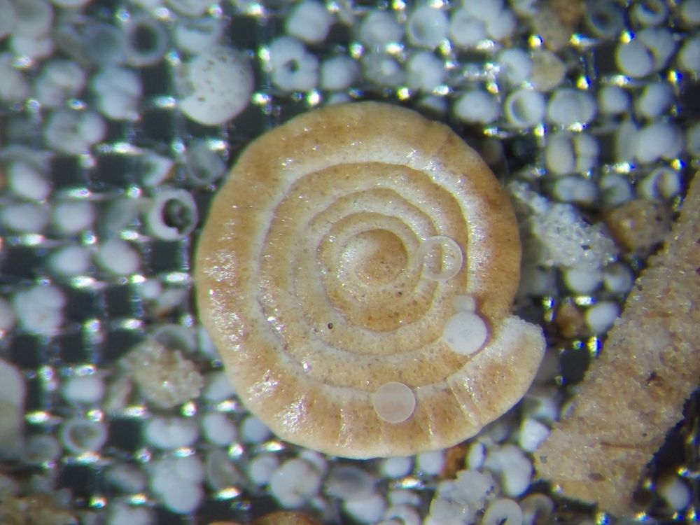 Glomospira gordialis