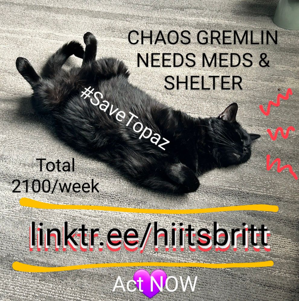 Graphic alerts to a survival need: a photo of a black cat (Topaz) lying belly up on a parquet floor, maybe asking for tummy rubs, has the following text overlaid: 'Chaos gremlin needs meds & shelter. Total 2100/week. #SaveTopaz' you are directed to linktr.ee/hiitsbritt and white text at the bottom advises 'Act NOW', with a purple heart emoji in the background. 