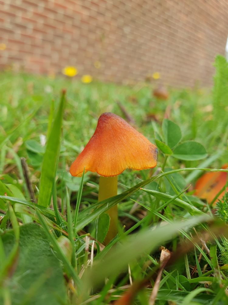 Photo shows a tiny bright mushroom in low grass. It has a conical cap that's orange at the edge and deep red in the centre. The stem is yellow. It might be a parrot cap.
