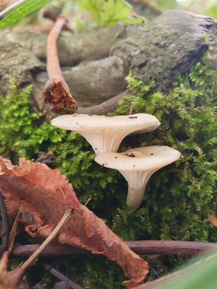 Two white mushrooms growing sideways out of a dead log, covered in moss (the log, not the mushrooms). The tops look like oyster mushrooms but the stem and gills seem more like trooping funnels so tbh I am completely confused. 