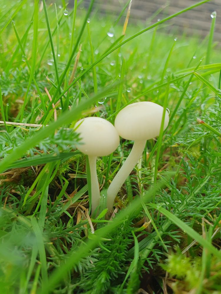 Two tiny white mushrooms in short grass. They have VERY round, smooth caps and smooth white stems. 
