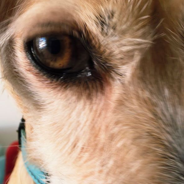 Maisie the dog is from Perth, Western Australia is keeping an eye on us! Photo sent from Tim.

Get involved: subscribe, review, rate, share with your friends, send images!

