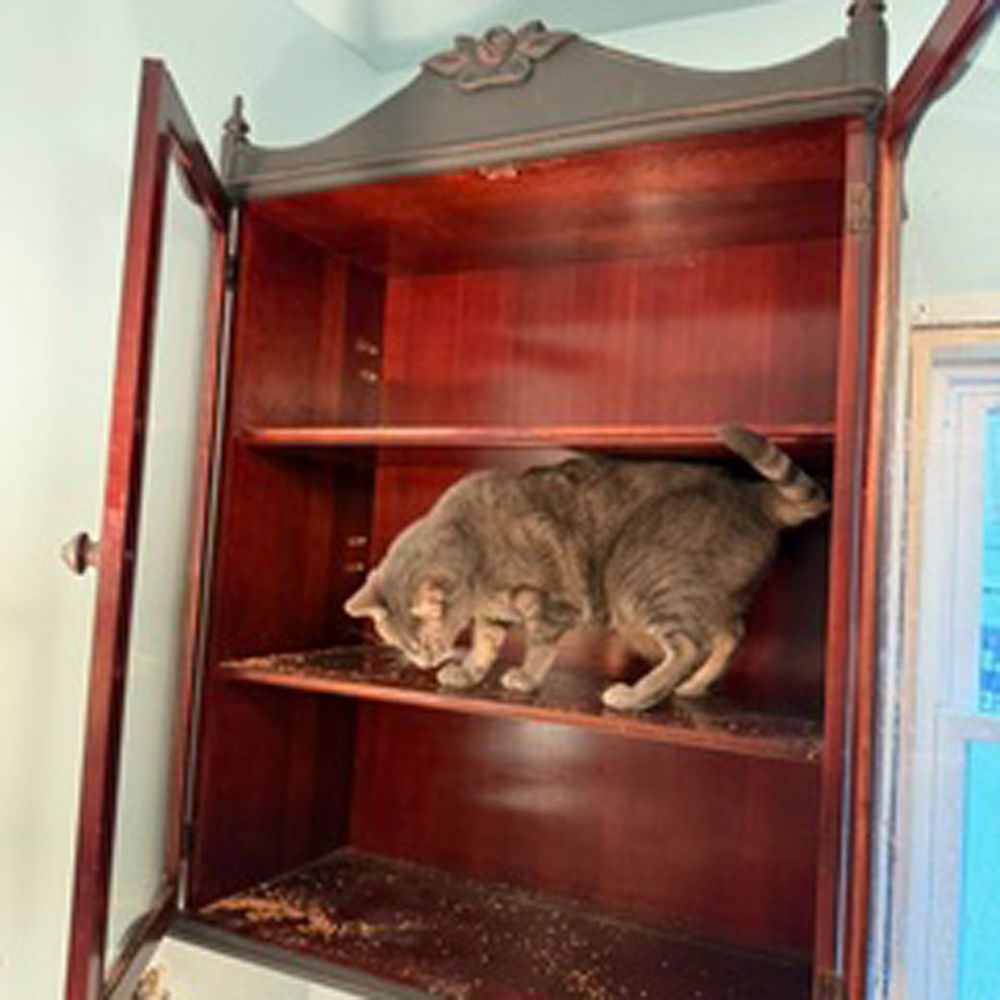 Cat in the cabinet photo by Gabe.

Get involved: subscribe, review, rate, share with your friends, send images!