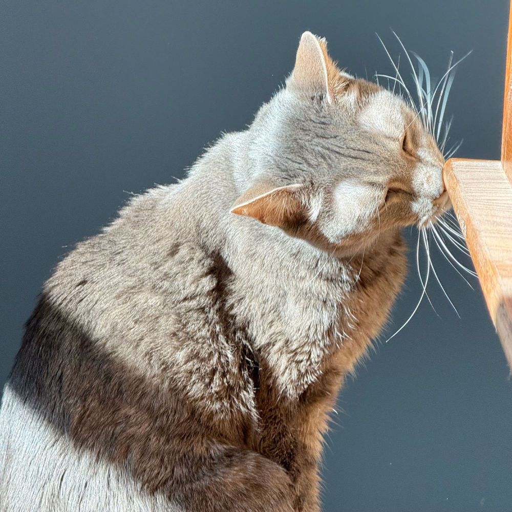 Kitteh photo by Gabe.

Get involved: subscribe, review, rate, share with your friends, send images!