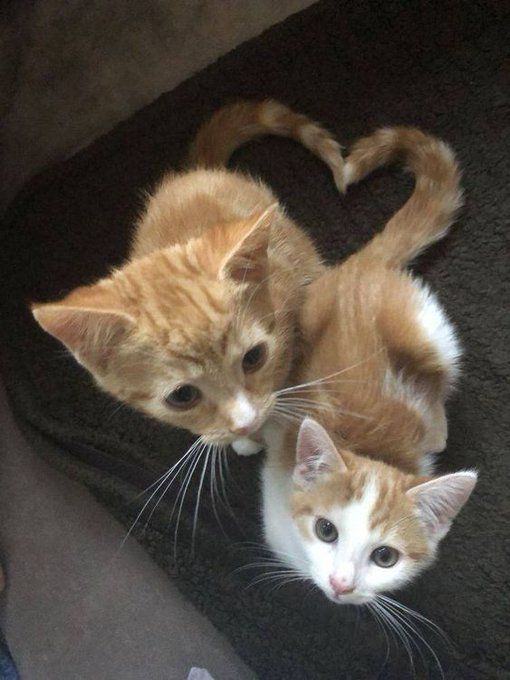 Cats in love 💞