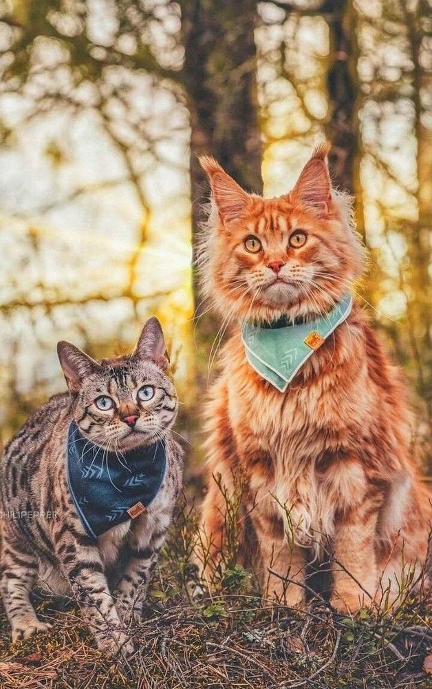 Two beautiful cats