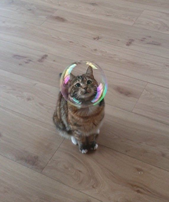 cat with balloon