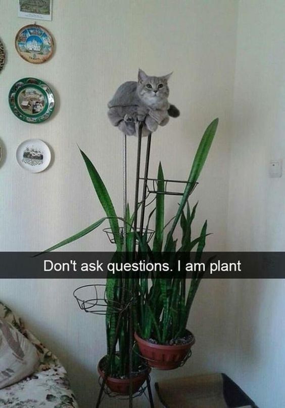 Don't ask questions. I am plant