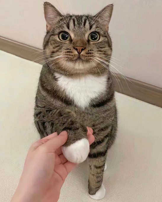 The cat with his hands in a bun is so cute...