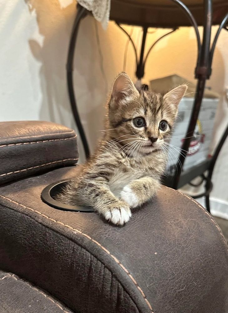 Cat sitting hole