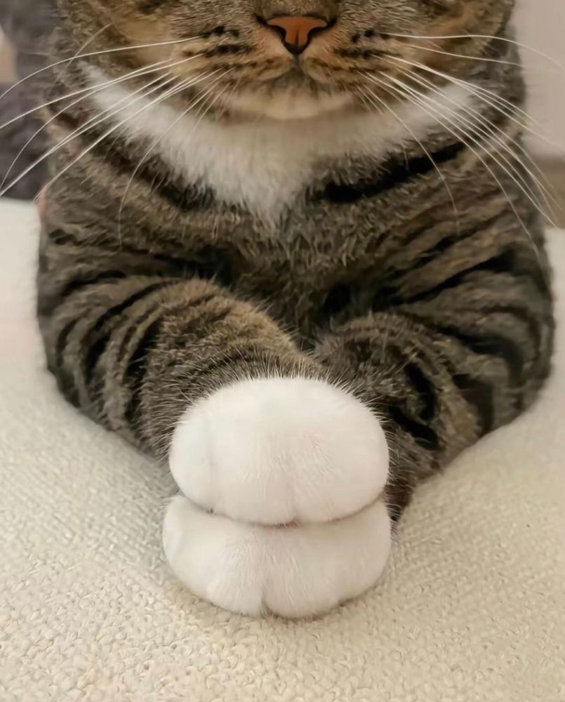 The cat with his hands in a bun is so cute...