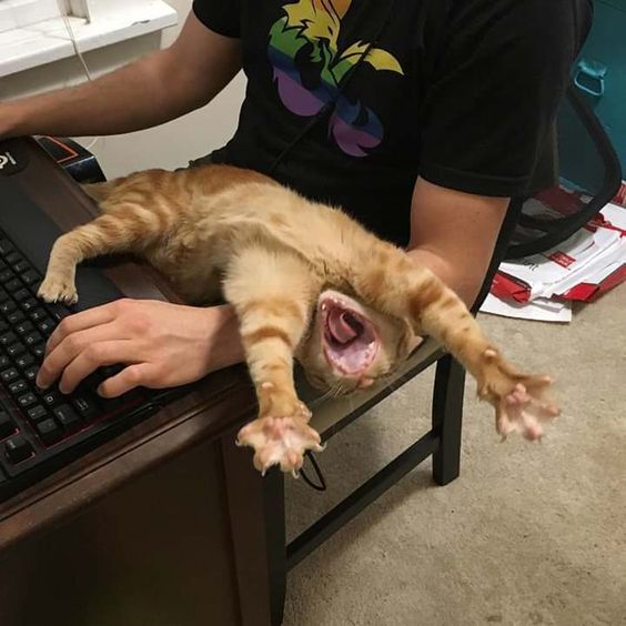 Help dad work🐱😂