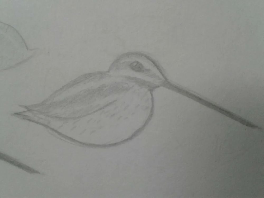 A snipe