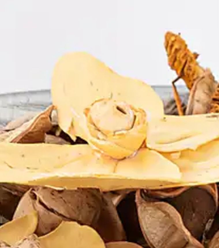 A piece of potpourri that looks like an eye