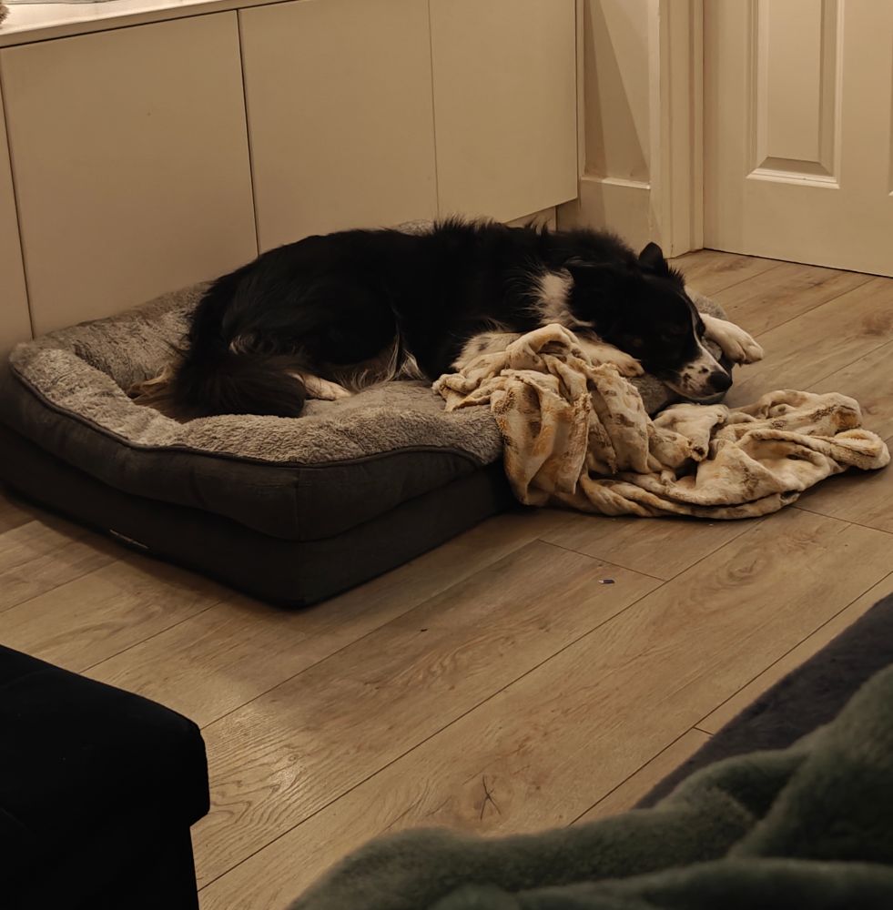 My freeloading little Border Collie, Rio 