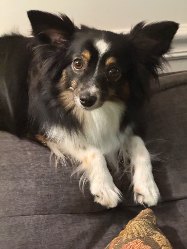 Sophie, a small tri-colored shepherd, wants to know if she can join the next Plundercats adventure.