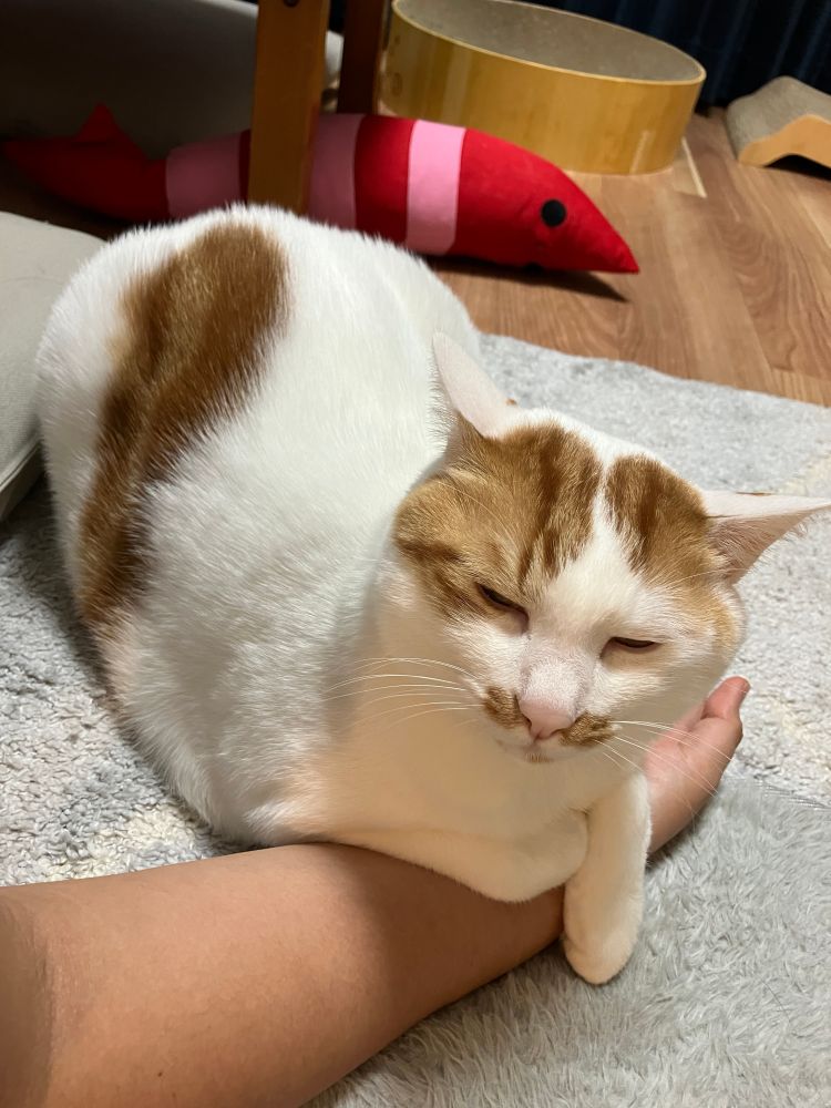 人間の腕の上に前足を乗せて目をつぶっている猫の写真