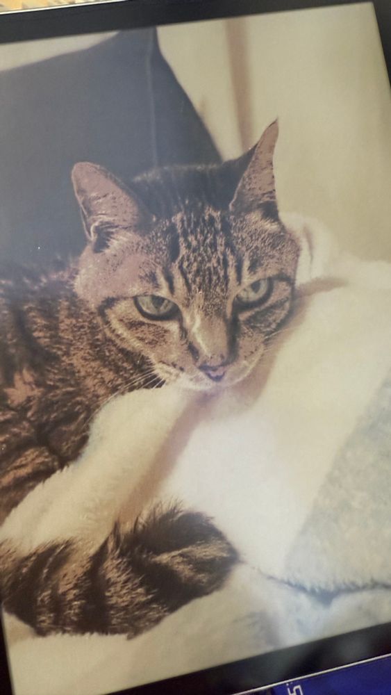 컬러이북리더기 배경화면으로 고등어고양이가 떠있다.