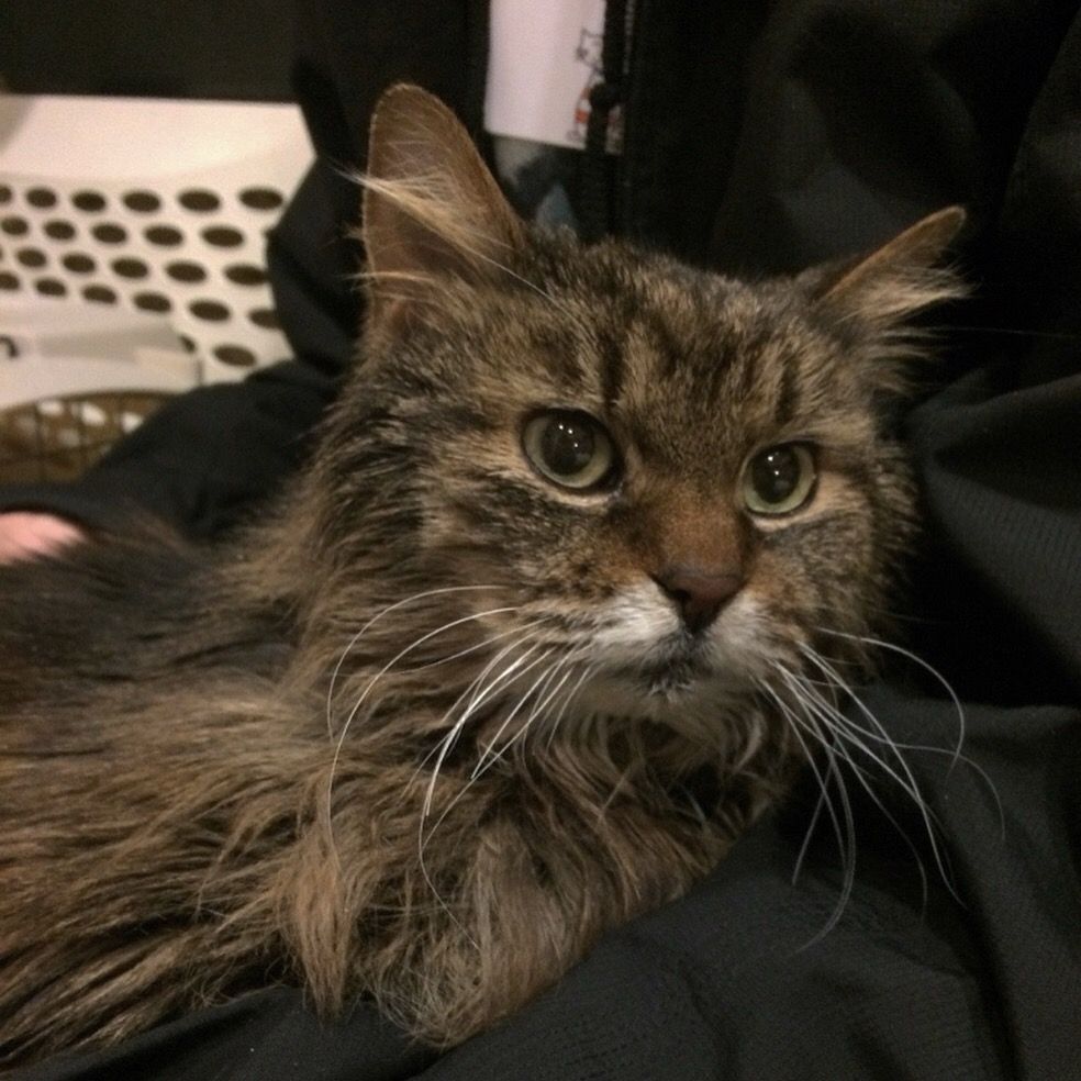 A long haired brown tabby cat with long white whiskers, large green eyes, and a patch of white on her mouth. Her fur looks messy and greasy. 