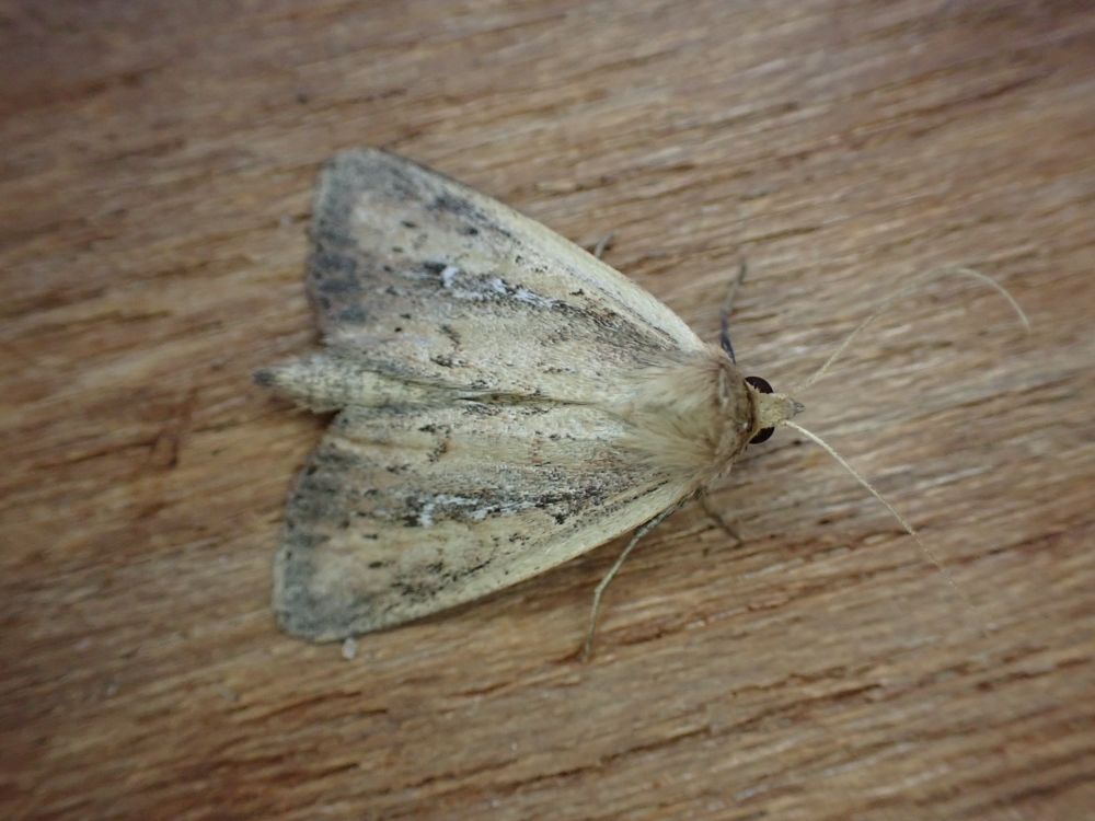 White Mantled Wainscot