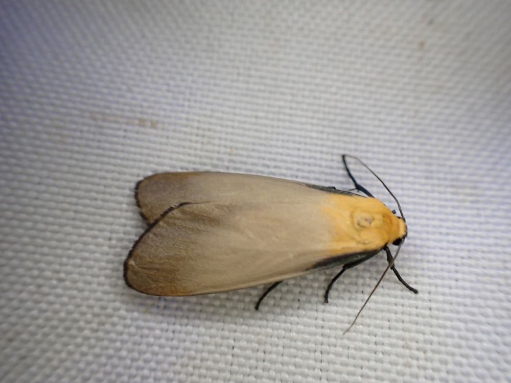 4 Spotted footman 