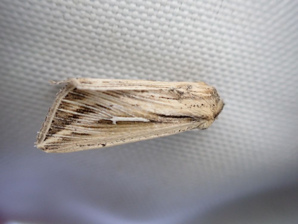 L-album wainscot 