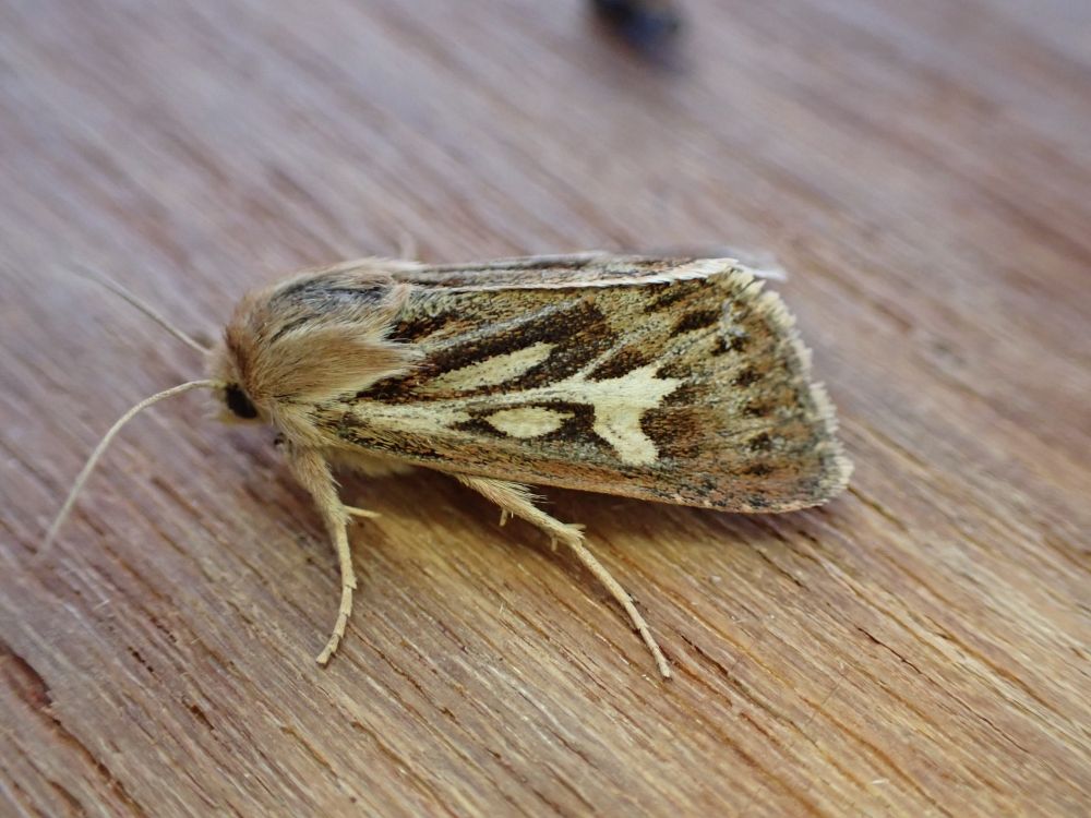 Antler Moth