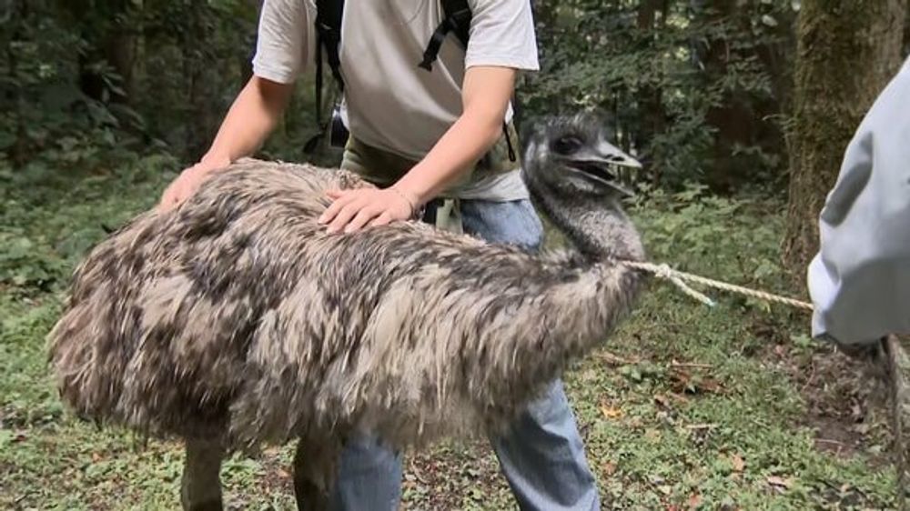 【速報】脱走のエミューを山で無事保護…体高1.8メートル体重80キロ　飼い主安堵「やっとつきました」4日ぶり発見　福岡市｜FNNプライムオンライン