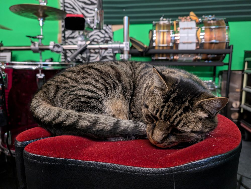 Grey and Black Tabby Cat sleeping on a red velvet seat in front of a red drum, a cowbell, and multiple snare drums on a rack against the wall behind them