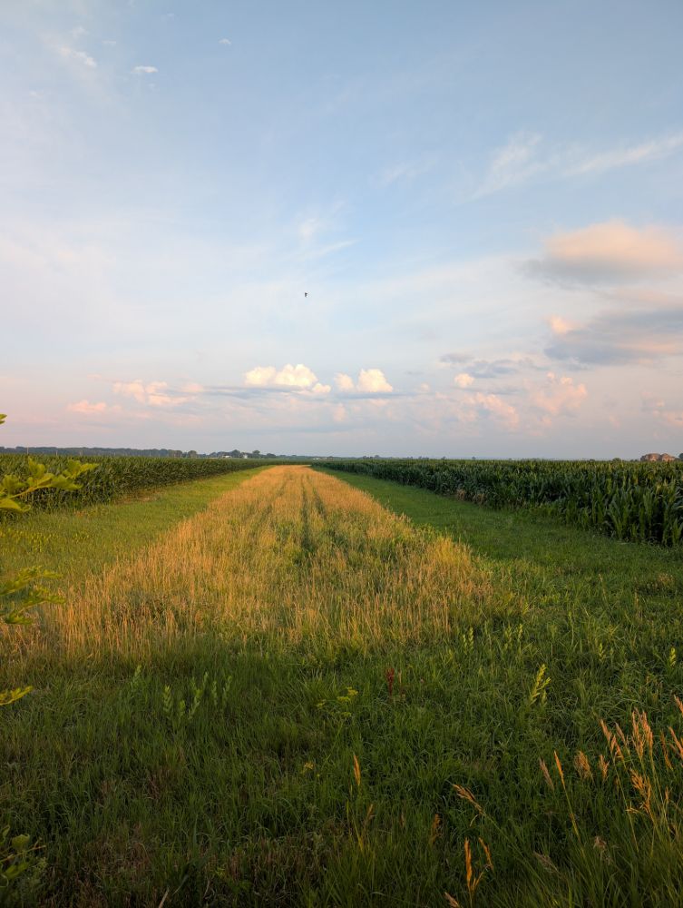 A strip of tall grass between two cornfields.