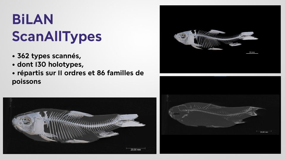 3 photos of fish scanned in 3D and key figures for the ScanAllTypes project:
- 362 types scanned
- including 130 holotypes
- spread across 11 orders and 86 families of fish