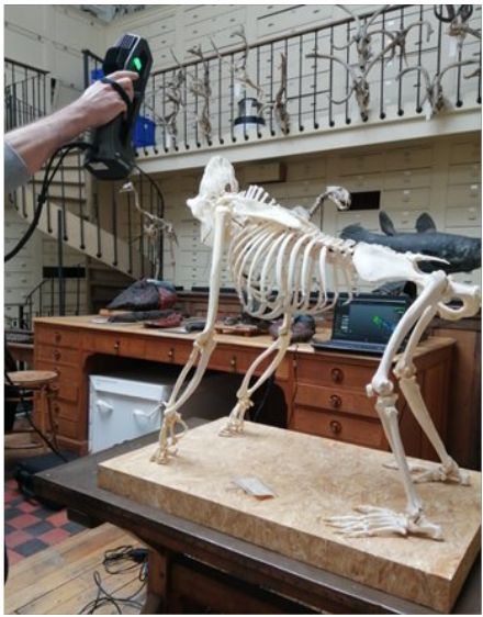 Numérisation d'un gorille par le GoScan Park dans les collections du MNHN