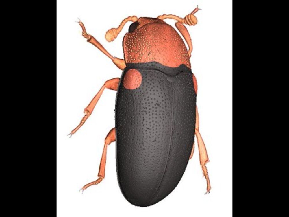 3D non destructive imaging of an insect