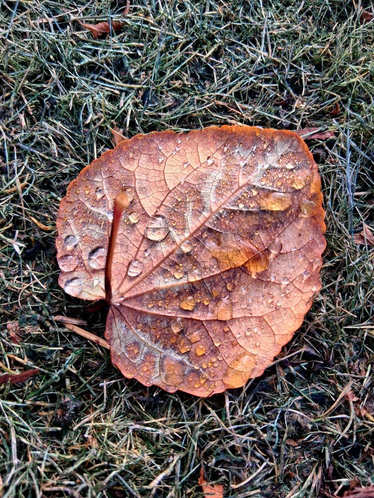 fallen leaves with fog droplets, before the sun came out and dried them up. Brownish-red mottled leaf on moss-colored grass. taken sept 30th on a walk in my neighborhood