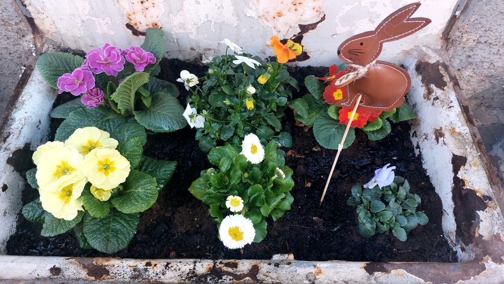 Verschieden farbige Primeln und Veilchen , dazwischen steckt ein Stöckchen mit einem Hasen als Deko