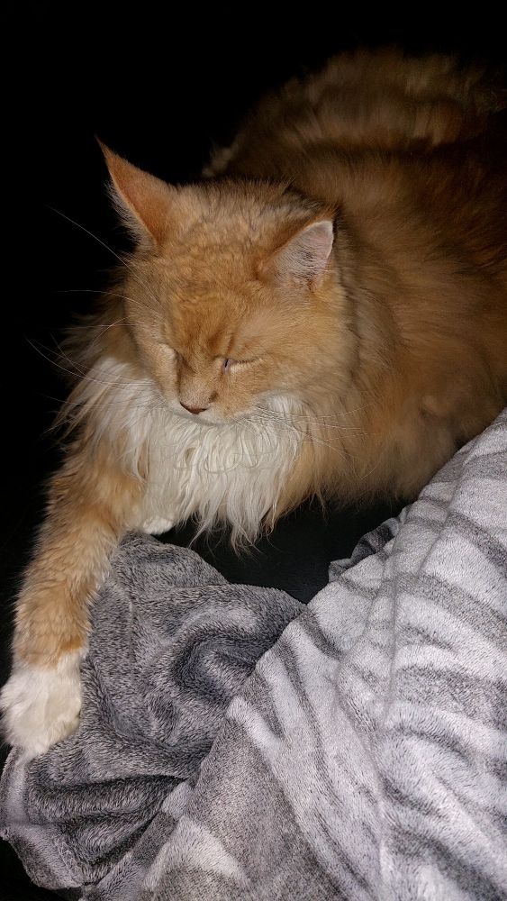 Rot-weißer Kater der neben einer grauen Decke liegt