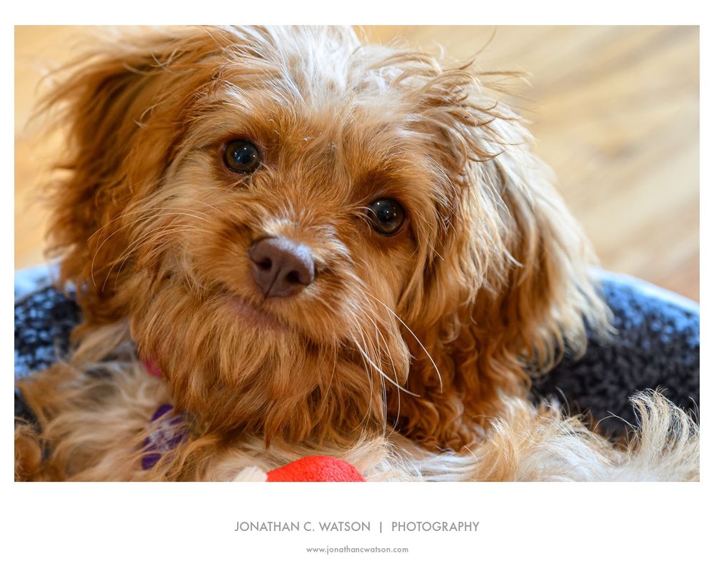 A close-up image of the face of our Cavapoo named Lucy
