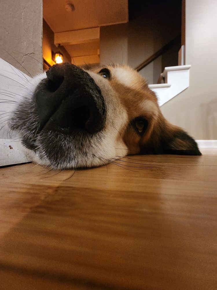 Cute dog being a cute good boyo