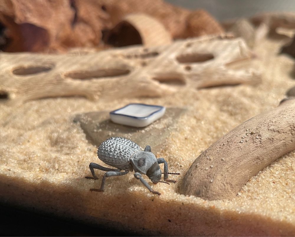 Closeup photo looking into a desert themed terrarium with sand, a blue death feigning beetle is standing next to the glass.