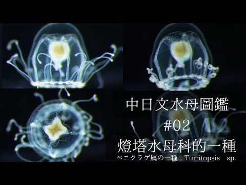 【4K】【催眠】〈中日文水母圖鑑〉#02 燈塔水母科的一種 ベニクラゲ属の一種 Turriptopsis sp.(Taiwan)